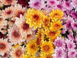 Close up Chrysanthemum flower. photo