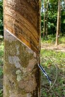 rubber tree in the autumn. photo