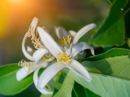 Close up lemon flower photo