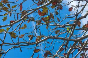 New leaves on branch. photo