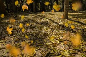 otoño en el bosque foto