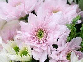 Close up Chrysanthemum flower. photo