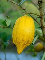 Lemon on tree. photo