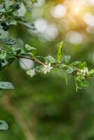 Eukien tea flower photo