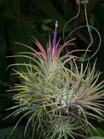 tillandsia air plant. photo