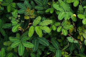 water sensitive plant photo