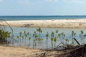 Tree grows on the sand. photo