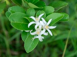 Close up lemon flower photo