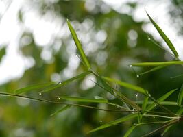Bamboo leaves with drop dew photo