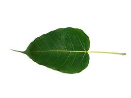 Green leaves of the Bodhi tree photo