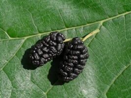 Black mulberry on green leaves. photo