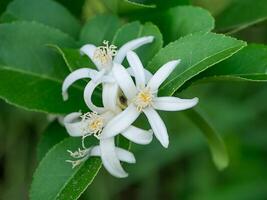 Close up lemon flower photo