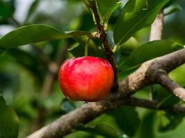 Close up red Acerola Cherry. photo