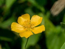 Country mallow flower photo