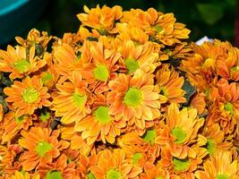 Close up Chrysanthemum flower. photo