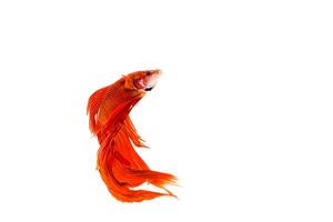 Siamese fighting fish photo