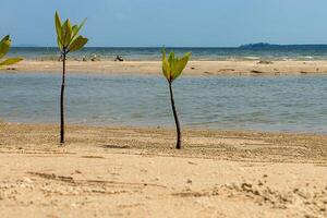 Tree grows on the sand. photo