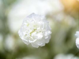 Close up of white gypsophila flower photo