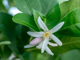 Close up lemon flower photo