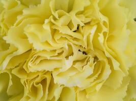 Close up of Carnation photo