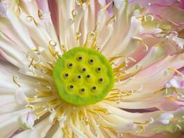 pink lotus flower are blooming photo