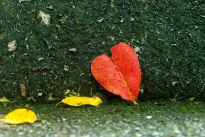 Heart-shaped leaves on stone floor photo