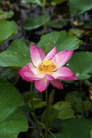 Close up pink lotus flower photo