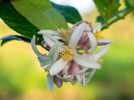 Close up lemon flower photo