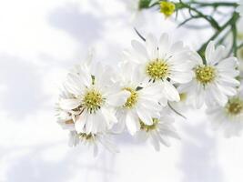 Close up of White Marguerite flower. photo