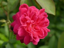 Dark pink of Damask Rose flower. photo