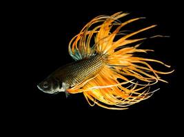 Siamese fighting fish photo