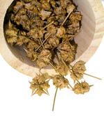 dried seeds of Tribulus terrestris photo