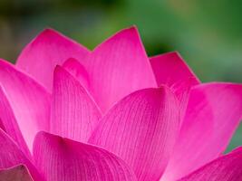 Close up pink lotus flower. photo