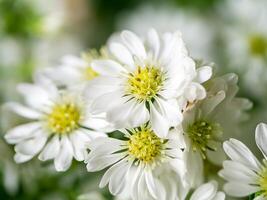 Close up of White Marguerite flower. photo