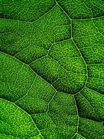 Close up green leaf wallpaper. photo