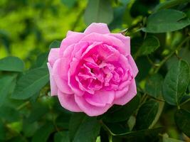 pink of Damask Rose flower. photo