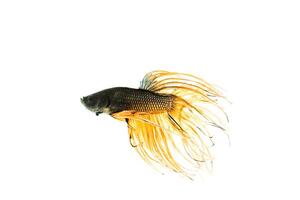 Siamese fighting fish photo