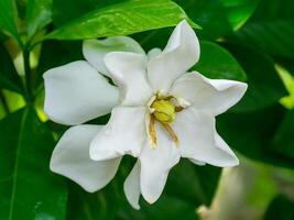 The white of Gardenia jasminoides. photo