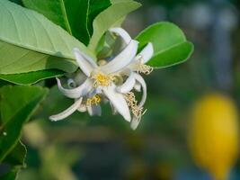 Close up lemon flower photo