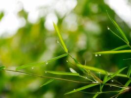 Bamboo leaves with drop dew photo