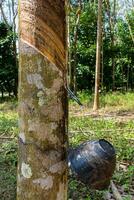 rubber tree in the autumn. photo