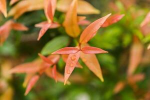 Close up young leaves of Australian Rose photo