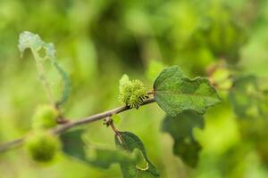 Caesar weed plant photo