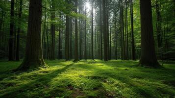 ai generado un sereno momento en el corazón de un tranquilo bosque, rodeado por imponente arboles foto