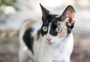 Domestic cat with clear eyes relaxed at home photo