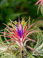 tillandsia aire planta. foto