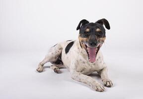 Bodeguero dog sitting on the floor with his eyes closed and opening his mouth on white background photo