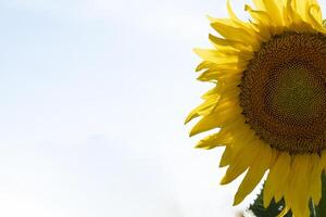 close-up of a part of a sunflower plant with clear sky photo