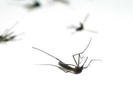 mosquitos son muriendo en el suelo. foto