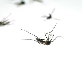Mosquitoes are dying on the ground. photo
